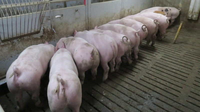 Den danske notering er faldet for anden uge i træk som følge af øget konkurrence fra spanske varer på det europæiske marked. Arkivfoto