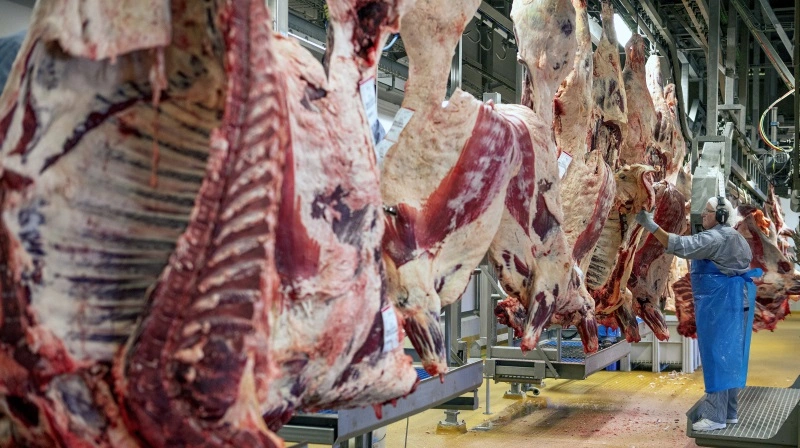 Kreaturnoteringerne er uændrede, mens markedet afventer hverdagen i Europa og en forsigtig positiv efterspørgsel. Foto: Danish Crown