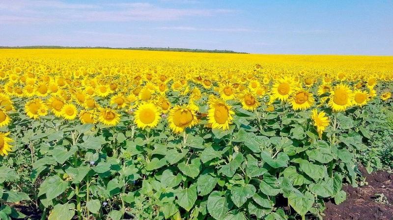 Siden udbruddet af krigen i Ukraine har Rusland overtaget Ukraines position som verdens største producent af solsikkeolie. Arkivfoto: Jørgen P. Jensen