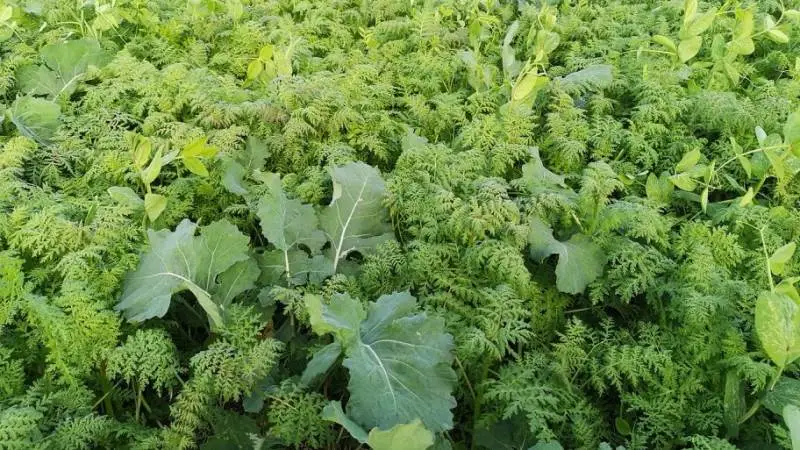 Vinterraps med companion crop, der er domineret af honningurt. I blandingen er også markært, og derudover vikke og alexandrinekløver. På billedet kan man se, at honningurten er rigelig kraftig i forhold til vinterrapsen.
