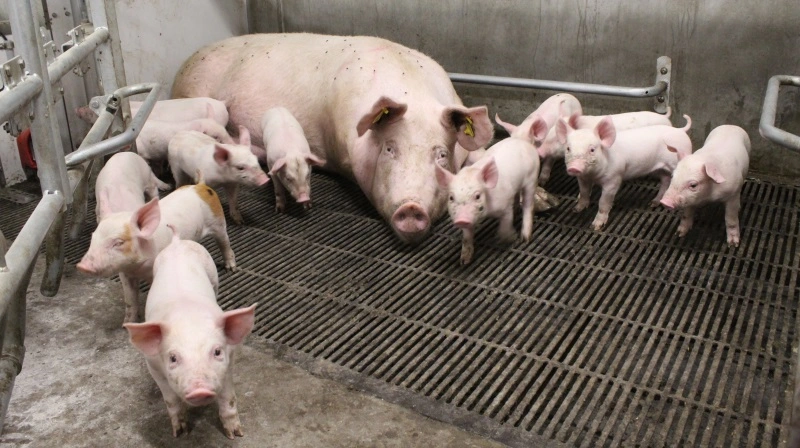 Det går godt i løsdriften hos Søren Michaelsen, hvor søerne får mange og store grise. Et godt udgangspunkt for smågrisene efter fravænning. Også selvom svineproducenten ser frem til foderskift.