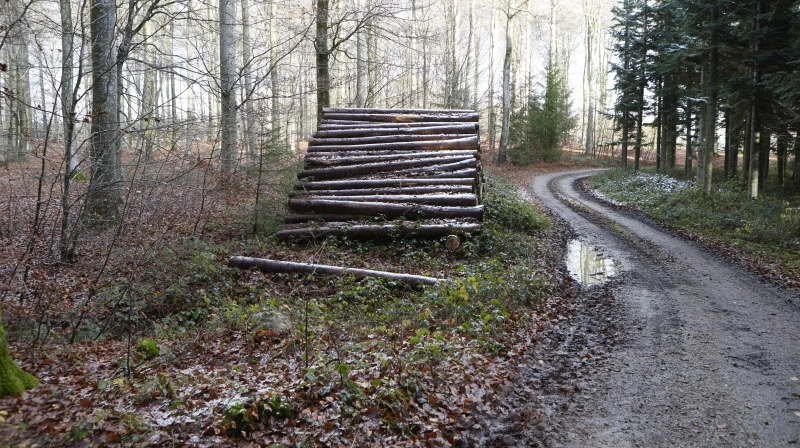 Der kommer nu mere skov i Vejen Kommune. Arkivfoto