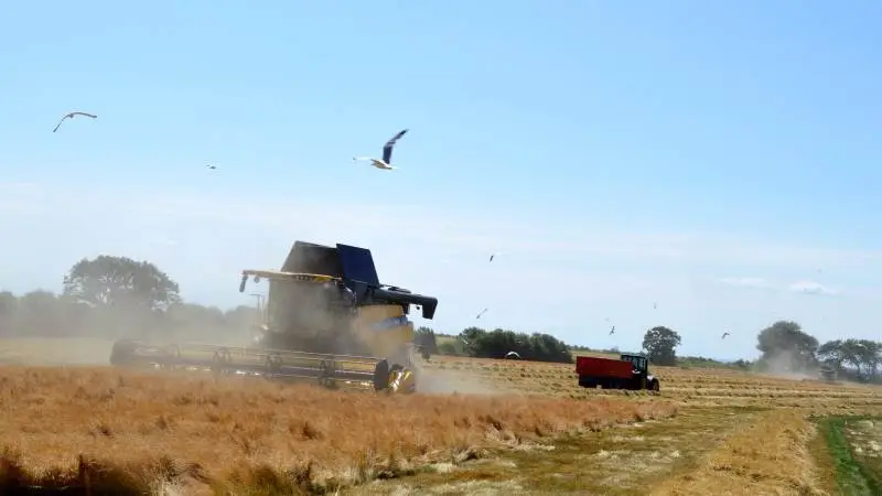 Solbjerg Maskinstation startede høstsæsonen op i frøet for et par uger siden og onsdag den 10. juli var det i rødsvinglen på Lehnskov Gods, som to af maskinstationens erfarne chauffører, Søren Madsen og Niels Vilhelm Hulgaard, satte de gule maskiner i. Niels Vilhelm Hulgaard har kørt selvkørende mejetærsker siden 1965.