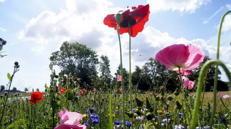Stadig flere landmænd anlægger blomsterstriber, der pr. definition er bivenlige. Foto: Henrik Sieben