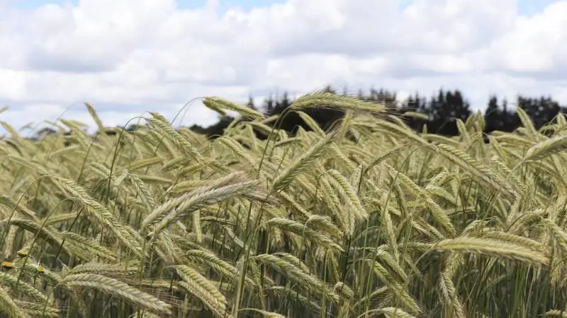 For høsten 2019 er det et mål for folkene bag Cropsat, at du kan få en proteinprognose for dine hvedemarker. Foto: Ditte Birkebæk Jensen