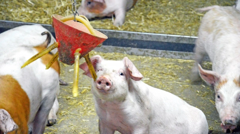 Med de rette forsigtighedsprincipper kan ny viden bidrage til kontrol af halekuperinger i dansk svineproduktion. Det oplyser Aarhus Universitet på baggrund af en ny undersøgelse, som Ministeriet for Fødevarer, Landbrug og Fiskeri har bedt om. Arkivfotos: Camilla Bønløkke