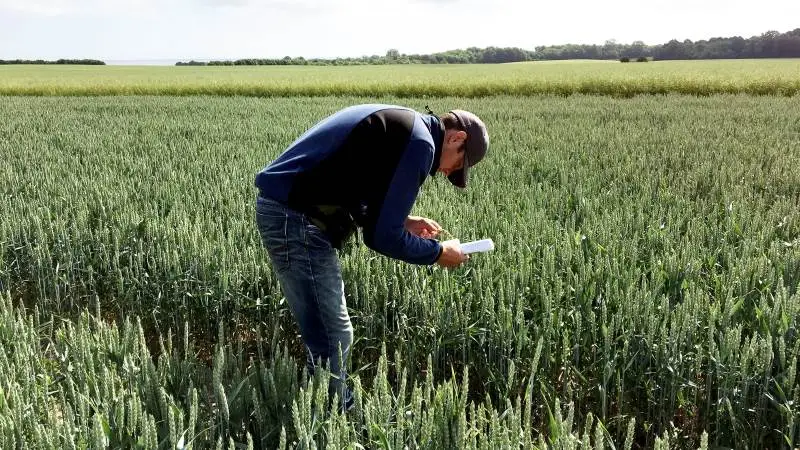 I Danmark har vi vedtaget ved lov, at vi bekæmper flyvehavre for at mindske udbyttetab i fremavlsafgrøder på grund af det forurenende græsukrudt. Foto: Sabrina Brohus, Djursland Landboforening