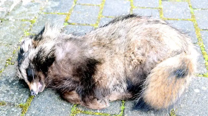 En sød mårhund er en død mårhund i Danmark, hvor det lille dyr betragtes som en invasiv art, der ikke hører hjemme i naturen, hvor den forvolder skade. Arkivfoto