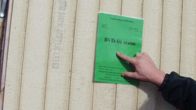Danmark kan miste sin BVD-frie status, hvis flere dyr smittes med sygdommen.