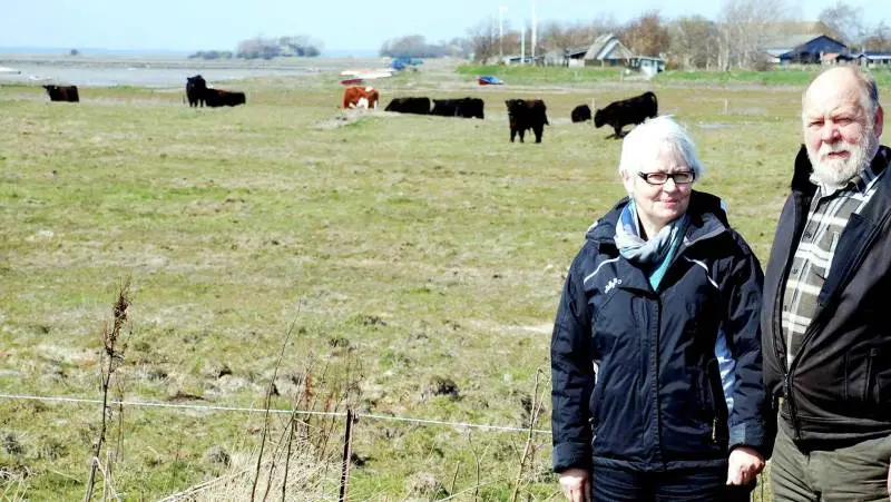 Modtagerne af 15. Juni Fondens store naturpris 2018, Jytte Schaldemose og Erik Pedersen, ved et af de naturarealer, som afgræsses af deres besætning af Galloway kødkvæg. (Arkivfoto)