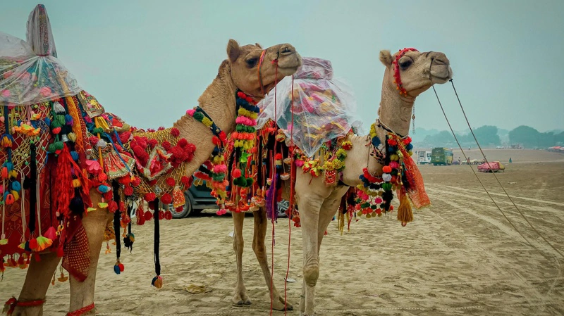 Kameler bliver i mange konkurrencer udsmykket for at se bedre ud. Men det går ikke at bruge plastikkirugi, som en række deltagere ved en konkurrence i Oman blev fundet skyldige i at have gjort. Foto: Endiae Genius via Pexels.com