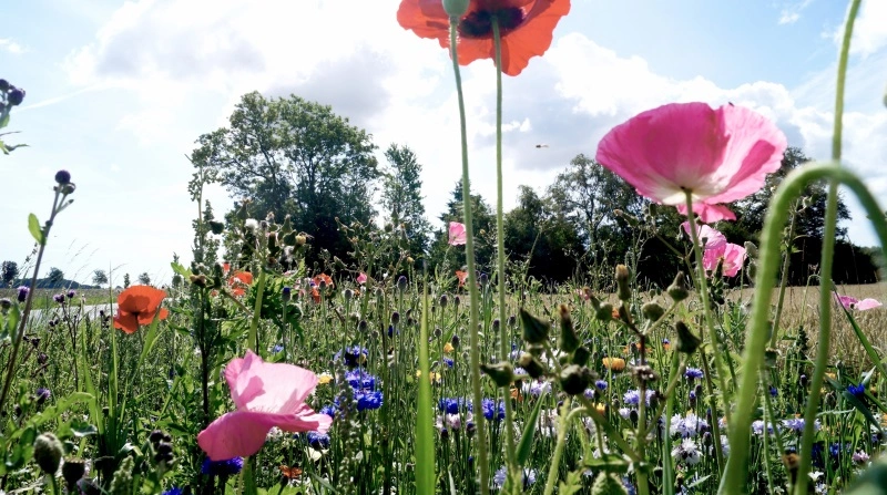Hedeselskabets biodiversitetspark viser, hvordan bynære arealer kan omlægges til natur og give bedre forhold for både planter og dyr. Arkivfoto