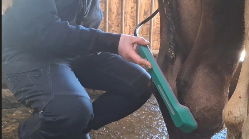 FarmLaser ApS er klar med en antibiotikafri behandling af kvæg, grise, får og geder. Fotos: FarmLaser