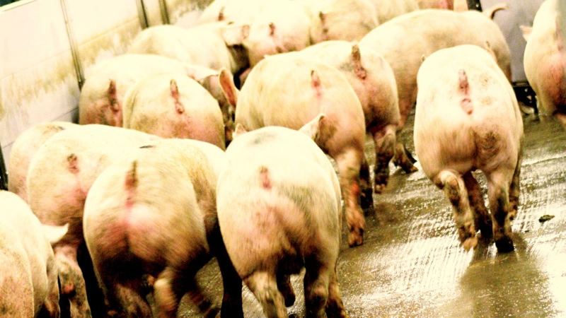 Spørgsmålet er ikke om, men hvornår Danmark begynder at lukke hullet til resten af Europa, skriver AgroMarkets i en analyse. Arkivfoto