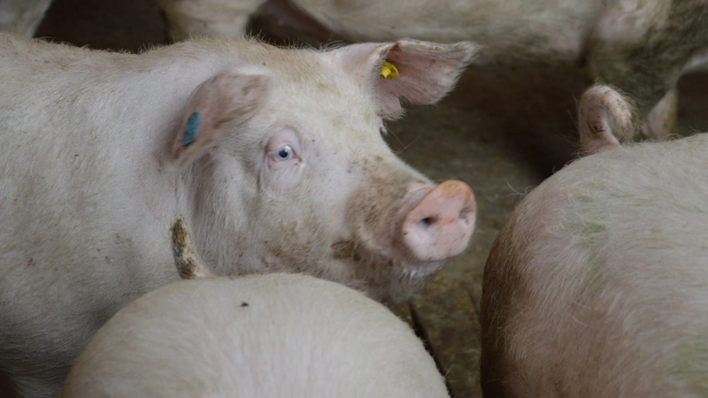 Hvis der ikke er mulighed for at veje eller bruge målebånd på poltene, anbefaler DanBred, at man kigger på poltenes alder ved løbning. Arkivfoto: Camilla Bønløkke
