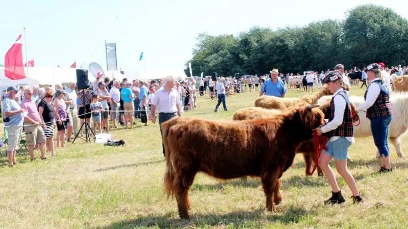 Publikum bakkede op om årets dyrskue i Ribe, hvor der dagen igennem var mange gæster på dyrskuepladsen – blandt andet til at overvære bedømmelsen inden for kødkvæget. Fotos: John Ankersen