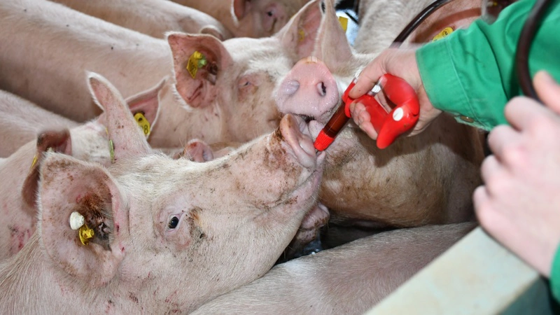 Med overgang til sommertid kan det give overvejelser om, hvorvidt man bør flytte behandlingstidspunktet for brunstsynkronisering - uden at miste effekt af behandlingen. Foto: Camilla Bønløkke