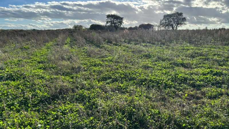 Klimaskovfonden har gang i 250 projekter landet over, hvor der rejses ny skov - som her udenfor Gl. Skørping i Himmerland. Nu kan flere komme med på vognen. Arkivfoto: Klimaskovfonden