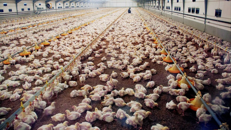 Planlagt kyllingefarm nord for Skive møder kritik fra Danmarks Naturfredningsforening, som mener placeringen strider mod regler for kystnære områder. Billedet har ikke noget konkret med sagen at gøre. Arkivfoto