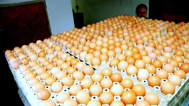 Henriks Æg i Nylars på Bornholm har normalt haft en produktion på 4.000 æg om dagen. Men til oktober er det slut. Arkivfoto: Morten Ipsen