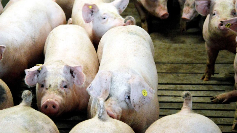 L&F Gris har sammenlignet produktiviteten i bornholmske slagtesvinebesætninger med og uden AP2. Arkivfoto: Camilla Bønløkke