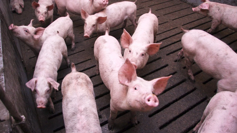 Tyske svineproducenter kan sætte næsen op efter stigende priser i takt med stigende temperaturer og stigende grillaktivitet. Arkivfoto