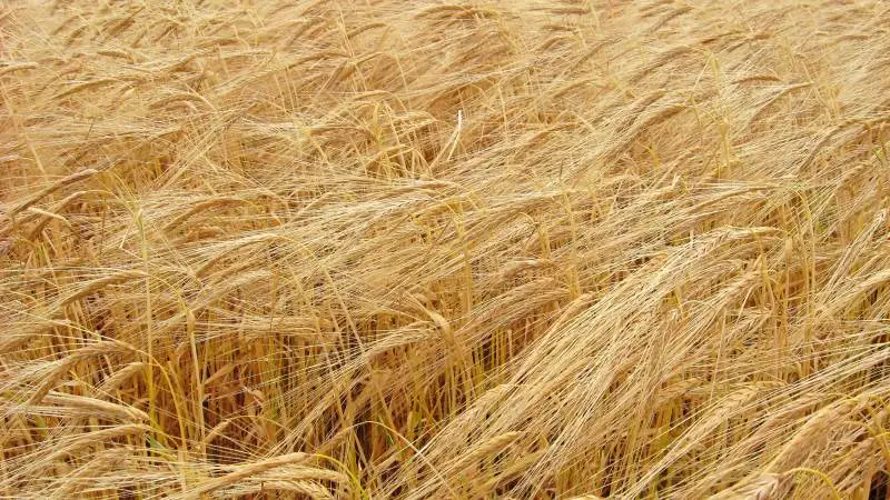 Faldtal i brødhvede og hektolitervægt er pæne, mens proteinindholdet generelt måles lavt i årets hvedehøst, fortæller Overgaard ved Randers.