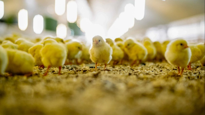 Kyllingeproduktionen er i vækst, og Scandi Standard peger på stigende efterspørgsel som en central drivkraft bag opkøbet af Danbroiler.