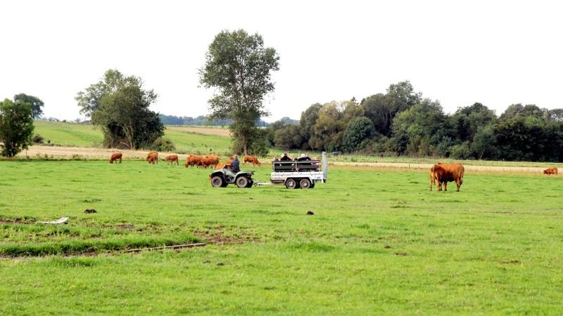 Det er et af de syn, der er oftest forekommende om sommeren: Limousinekvæg på græs. Men nu sætter en hobbyavler ved Brande et stop for den praksis på grund af ulvens tilstedeværelse. Billedet her er et arkivfoto og har ikke noget med den konkrete sag at gøre. Arkivfoto: Jesper Hallgren