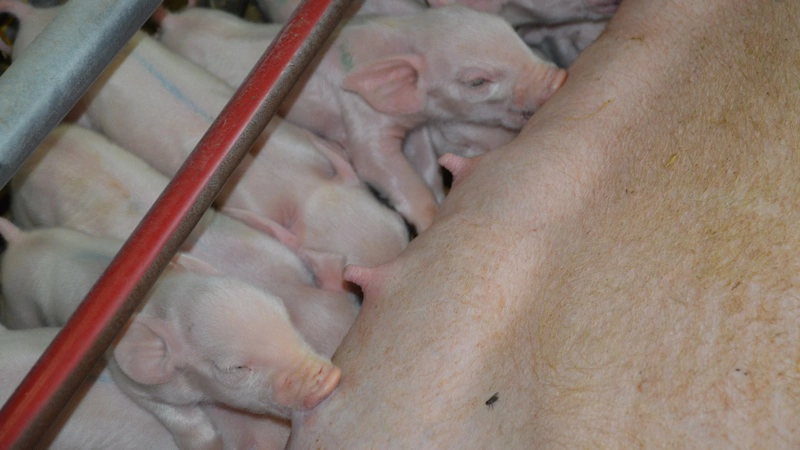 De produktionsmæssige konsekvenser ved varmestress hos søerne omfatter blandt andet lavere mælkeydelse, reduceret fravænningsvægt, svækket reproduktion samt nedsat immunfunktion hos dyrene. Arkivfoto: Camilla Bønløkke