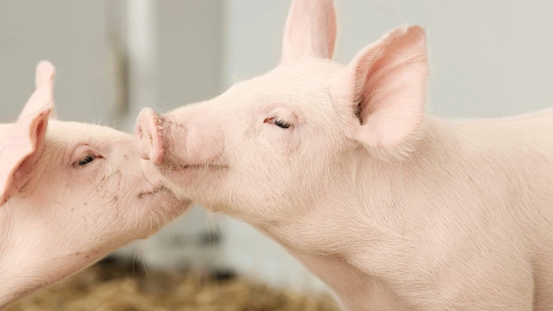 Fotos: Hendrix Genetics Swine