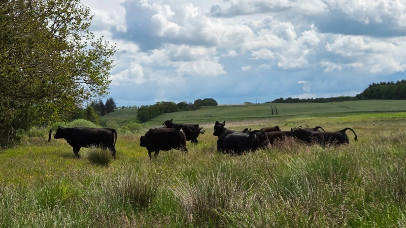 Det er et areals bæreevne, der skal afgøre, hvor mange dyr, man kan lade helårsgræsse, uden at de kommer til at sulte, påpeger naturplejer, der understreger, at man skal holde løbende øje, og at dyrene skal fodres eller tages ud, hvis det viser sig, at føden ikke slår til. Arkivfoto