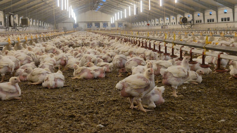 Fødevarestyrelsen vil frem til november 2026 gennemføre målrettede kontroller af dyrevelfærden i danske slagtekyllingebesætninger med fokus på blandt andet lysforhold og kvaliteten af strøelsen i staldene. Arkivfoto: Tenna Bang