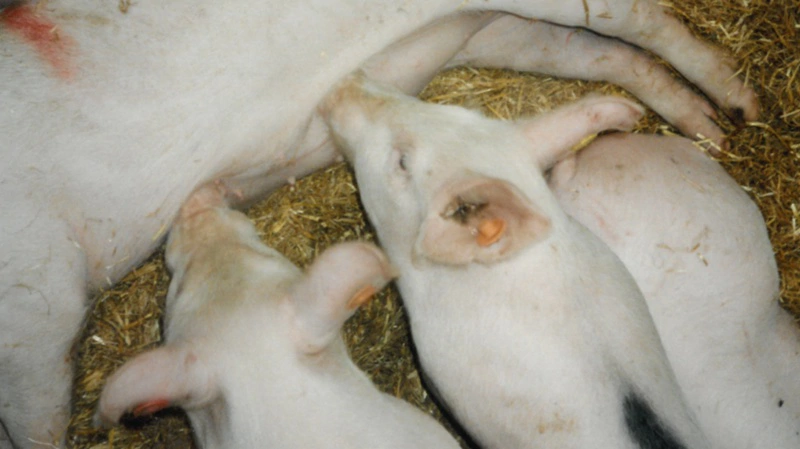 TV 2 stopper ikke deres fokus på dyrevelfærden i dansk griseproduktion. Det sker med et nyt program onsdag, men det er uden deltagelse af Landbrug & Fødevarer. Arkivfoto: Anne Wolfenberg