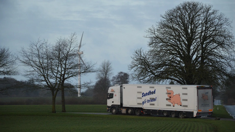 For at opretholde SPF‑status må SPF‑dyr udelukkende transporteres i enten SPF‑godkendte levedyrsvogne eller SPF‑godkendte biler. Arkivfoto: Camilla Bønløkke