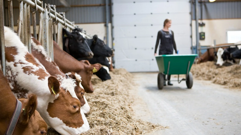 KA overvejer juridiske skridt mod 3F efter konfliktvarsler af flere mælkeproducenter. Foto: Colourbox