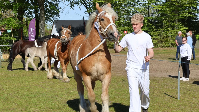 Perfekt dyrskuevejr satte rammen for Fjerritslev Dyrskue. Fotos: Agillix