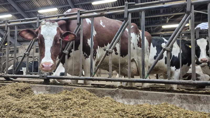 VikingDanmark og Dansk Holstein indgår en ny aftale med klarere ansvar og fortsat fokus på NTM og avlsværdi. Arkivfoto: Tenna Bang