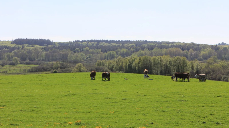Naturpleje med kødkvæg. Arkivfoto: Kasper Stougård