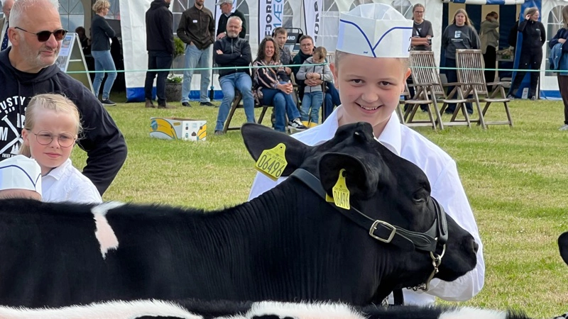154 dyr er i år tilmeldt Lemvig Marked & Dyrskue – heraf 55 malkekøer.
