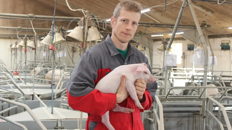 Det er princippet i forløbet omkring de ulovlige optagelser fra Jeppe Blochs grisestald, som formanden for Danske Svineproducenter hæfter sig ved, når sagen skal for Højesteret. Arkivfoto: Anne Wolfenberg