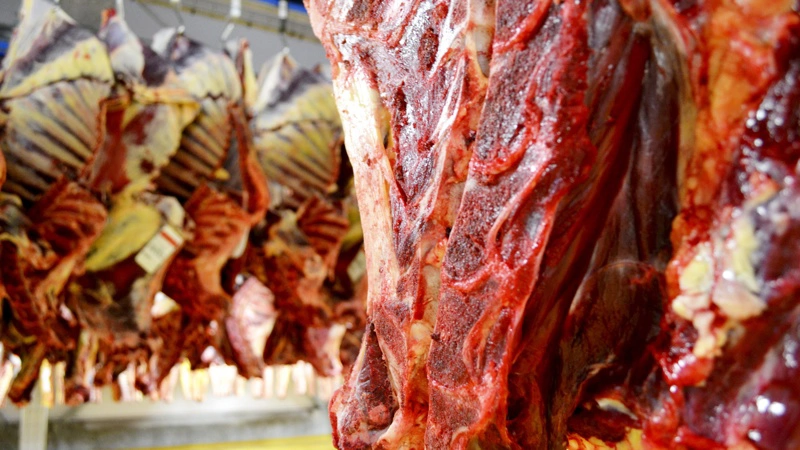 Efter rekordomsætning i 2025 oplever Danish Crown Beef nu et afkølet oksekødsmarked. Arkivfoto