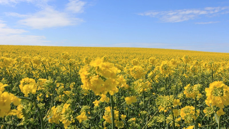 Nu lanceres en ny biostimulant til brug i raps. Foto: Kasper Stougård