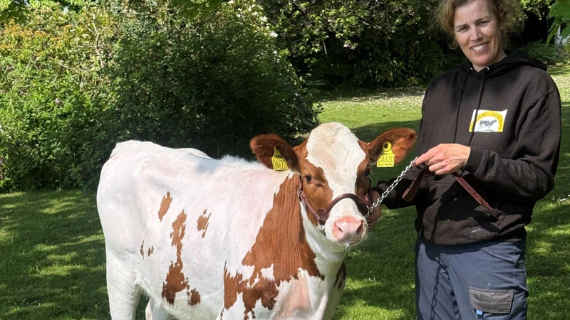 Trine de Jong stiller for første gang på Lemvig Marked & Dyrskue. Hun kommer med to kvier fra Nørgård Holsteins nær Borris uden for Skjern. Blandt andet Rubin-Red, som er efter Newhaven RC.