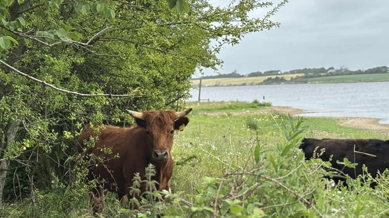 Grøn Trepart vil øge behovet for græssende dyr på nye naturarealer. Fjordland lancerer nu en rådgivningsindsats, der skal gøre naturforvaltning med dyr til en professionel driftsgren. Fotos: Fjordland