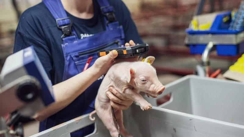 Hendrix Genetics Swine satser på global vækst med ny genetik, investeringer og styrket organisation efter fusion. Foto: Hendrix Genetics Swine
