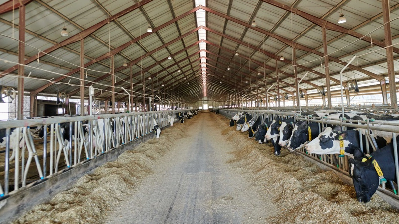 FirstFarms fastholder forventningerne for 2026 trods faldende omsætning og lave priser på mælk og grise. Arkivfoto: FirstFarms