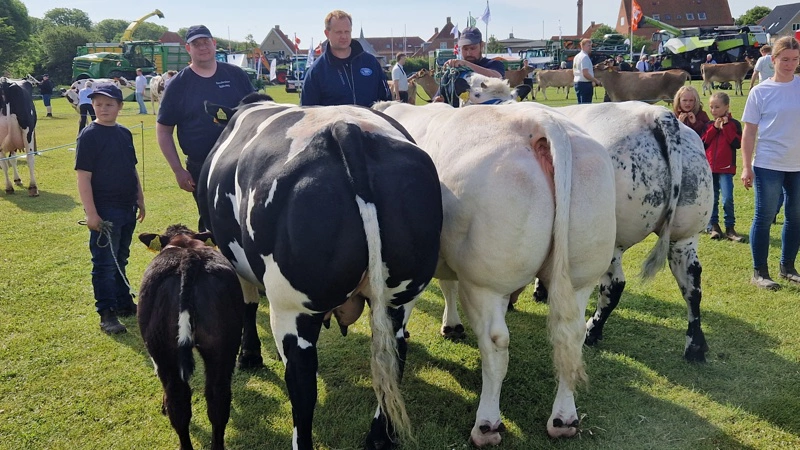 Der er flere kødkvæg med på årets dyrskue i Thisted end sidste år. Tilslutningen er gået fra 38 dyr i 2025 til 49 i år. Foto: Fjordland