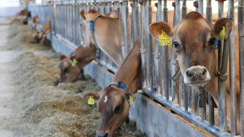 Kent Davidsens jerseykøer vil fortsat producere omkring 40.000 liter mælk dagligt. Også selvom mælken måske ikke bliver hentet fra i næste uge, hvis Arlas chauffører går i sympatikonflikt. Foto: Anne Wolfenberg
