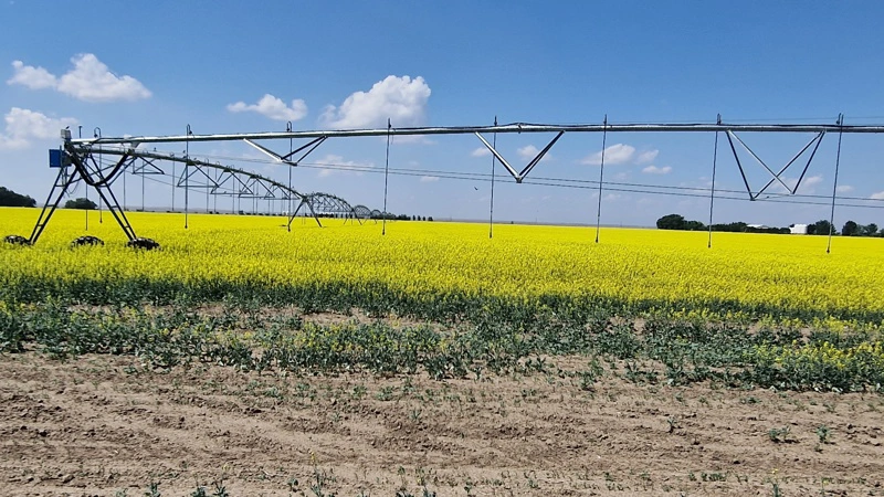 Canadiske canola-lagre vokser og dæmper rapsmarkedet, men oliepriser og vejr-risici holder fortsat priserne oppe. Arkivfoto: Jørgen P. Jensen